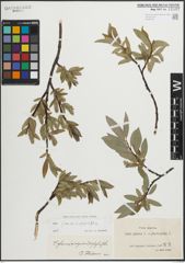 Foto von Salix glauca L. x Salix phylicifolia L.